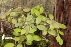 Orchid 'Barbosella Gardneri' 'Starter' -Green Haven Sales Store Barbosella gardneri Starter 5