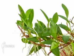 Orchid 'Barbosella Species 'K01'' -Green Haven Sales Store Barbosella species K01 5