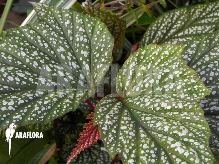 Begonia Argenteo Guttata 2 Begonia Argenteo Guttata - Image 2