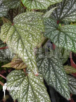 Begonia Argenteo Guttata 5 Begonia Argenteo Guttata -Green Haven Sales Store Begonia Argenteo guttata 6