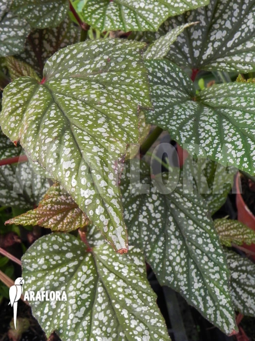 Begonia Argenteo Guttata 3 Begonia Argenteo Guttata - Image 3