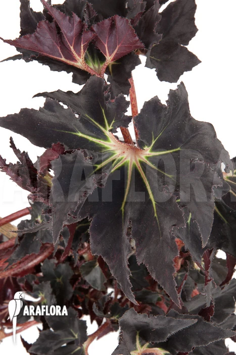 Begonia 'Black Fang' 1 Begonia 'Black Fang'