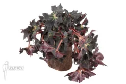 Begonia 'Black Fang' 9 Begonia 'Black Fang' -Green Haven Sales Store Begonia Black Fang 2