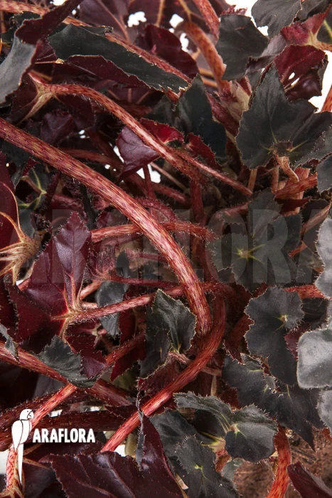 Begonia 'Black Fang' 3 Begonia 'Black Fang' - Image 3