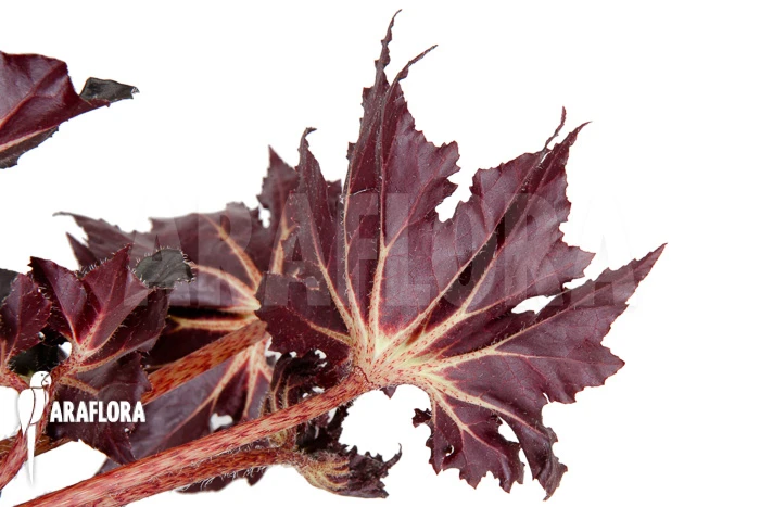 Begonia 'Black Fang' 2 Begonia 'Black Fang' - Image 2