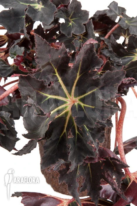 Begonia 'Black Fang' 5 Begonia 'Black Fang' - Image 5