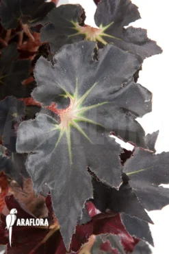 Begonia 'Black Fang' 11 Begonia 'Black Fang' -Green Haven Sales Store Begonia Black Fang 6