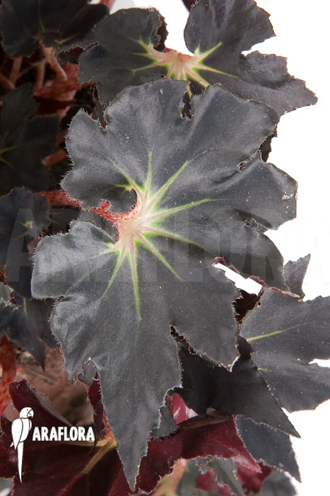 Begonia 'Black Fang' 6 Begonia 'Black Fang' - Image 6
