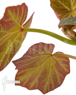 Begonia 'Boomer' -Green Haven Sales Store Begonia Boomer 3