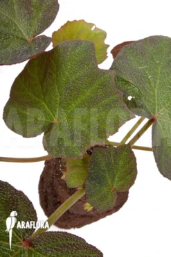 Begonia 'Boomer' -Green Haven Sales Store Begonia Boomer 4