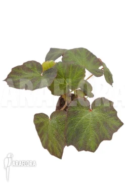 Begonia 'Boomer' -Green Haven Sales Store Begonia Boomer 5