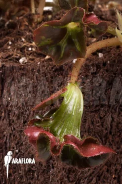 Begonia 'Cathedral' -Green Haven Sales Store Begonia Cathedral 1