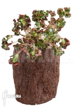 Begonia 'Cathedral' -Green Haven Sales Store Begonia Cathedral 2