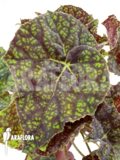 Begonia 'Green Fever'