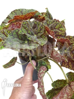 Begonia 'Green Fever' -Green Haven Sales Store Begonia Green Fever 3