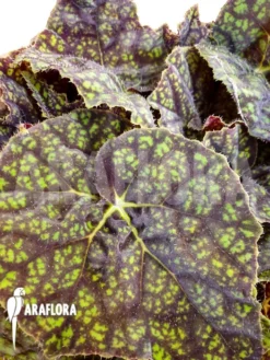 Begonia 'Green Fever' -Green Haven Sales Store Begonia Green Fever 4