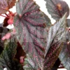 Begonia 'Polka Dot Pink' 'L'