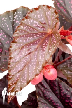 Begonia 'Polka Dot Pink' 'L' -Green Haven Sales Store Begonia Polka Dot Pink L 4