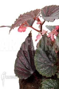 Begonia 'Polka Dot Pink' 'L' -Green Haven Sales Store Begonia Polka Dot Pink L 5