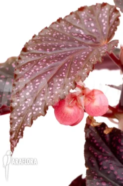 Begonia 'Polka Dot Pink' 'L' -Green Haven Sales Store Begonia Polka Dot Pink L 6 1