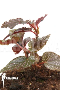 Begonia 'Polka Dot Pink' 'S'