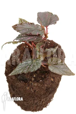 Begonia 'Polka Dot Pink' 'S' -Green Haven Sales Store Begonia Polka Dot Pink S 3