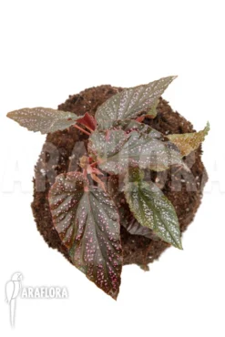Begonia 'Polka Dot Pink' 'S' -Green Haven Sales Store Begonia Polka Dot Pink S 5