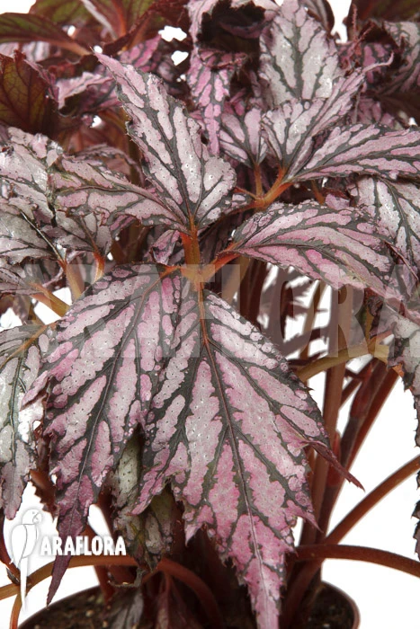 Begonia 'Supernova' 1 Begonia 'Supernova'
