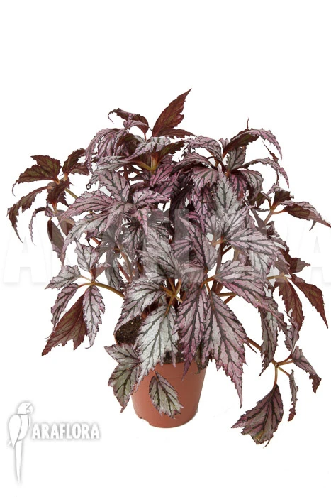 Begonia 'Supernova' 2 Begonia 'Supernova' - Image 2