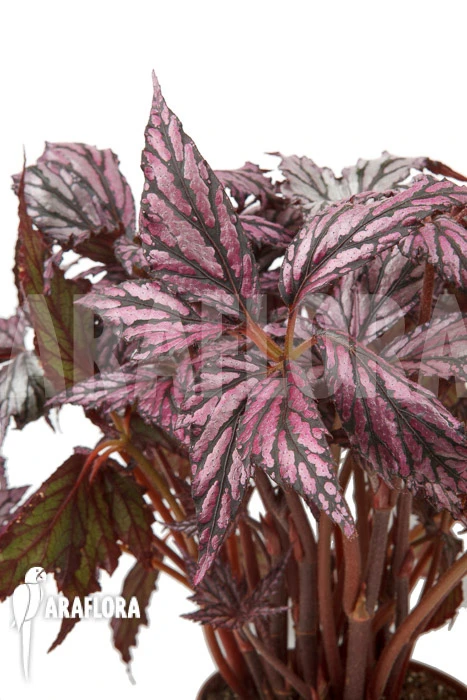 Begonia 'Supernova' 3 Begonia 'Supernova' - Image 3