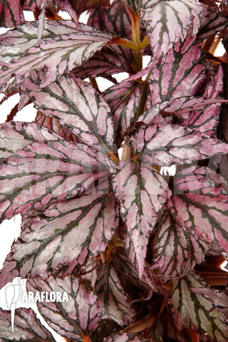 Begonia 'Supernova' 4 Begonia 'Supernova' - Image 4