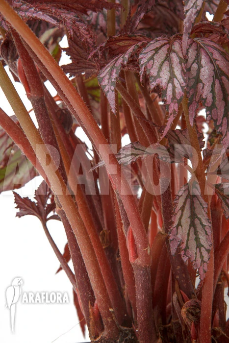 Begonia 'Supernova' 5 Begonia 'Supernova' - Image 5