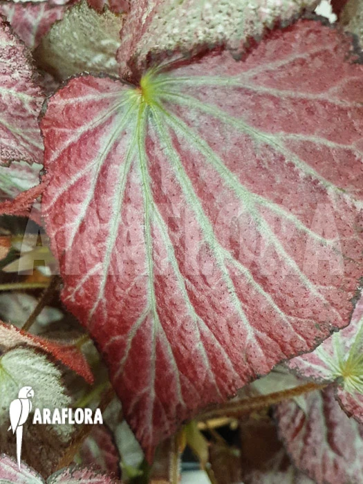 Begonia 'Two Face' 1 Begonia 'Two Face'