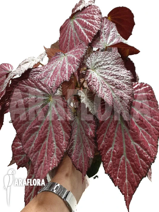 Begonia 'Two Face' 2 Begonia 'Two Face' - Image 2