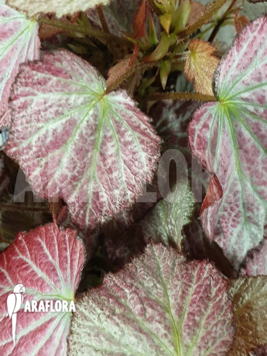 Begonia 'Two Face' 3 Begonia 'Two Face' - Image 3