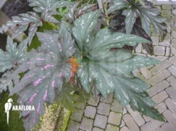Begonia Acontifolia