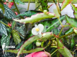 Begonia Amphioxus 'Butterfly' -Green Haven Sales Store Begonia amphioxus 4