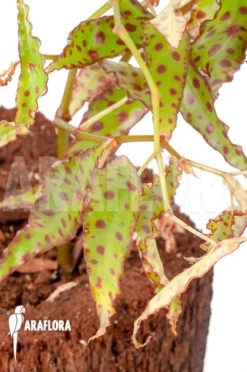 Begonia Amphioxus 'Butterfly'
