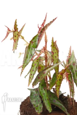 Begonia Amphioxus 'Butterfly' 'L'