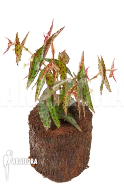 Begonia Amphioxus 'Butterfly' 'L' -Green Haven Sales Store Begonia amphioxus L 2