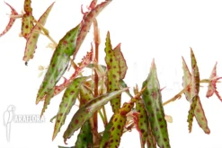 Begonia Amphioxus 'Butterfly' 'L' -Green Haven Sales Store Begonia amphioxus L 4