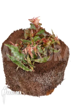 Begonia Amphioxus 'Starter' -Green Haven Sales Store Begonia amphioxus starter 4