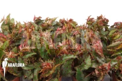 Begonia Amphioxus 'Starter' -Green Haven Sales Store Begonia amphioxus starter 5