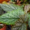 Begonia Argenteo Guttata