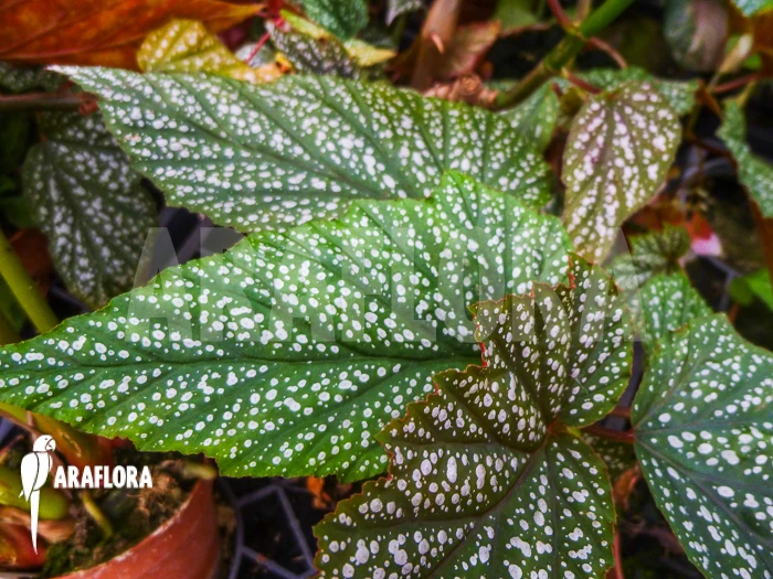 Begonia Argenteo Guttata 1 Begonia Argenteo Guttata