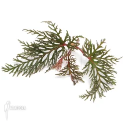 Begonia Bipinnatifida -Green Haven Sales Store Begonia bipinnatifida 3