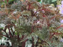 Begonia Bipinnatifida -Green Haven Sales Store Begonia bipinnatifida 4