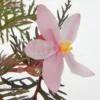 Begonia Bipinnatifida 'Starter Plant'