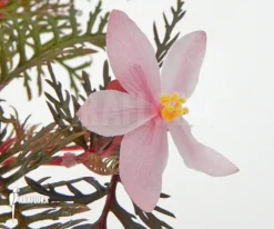 Begonia Bipinnatifida 'Starter Plant'