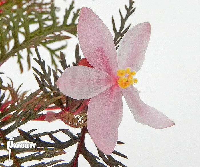 Begonia Bipinnatifida 'Starter Plant' 1 Begonia Bipinnatifida 'Starter Plant'